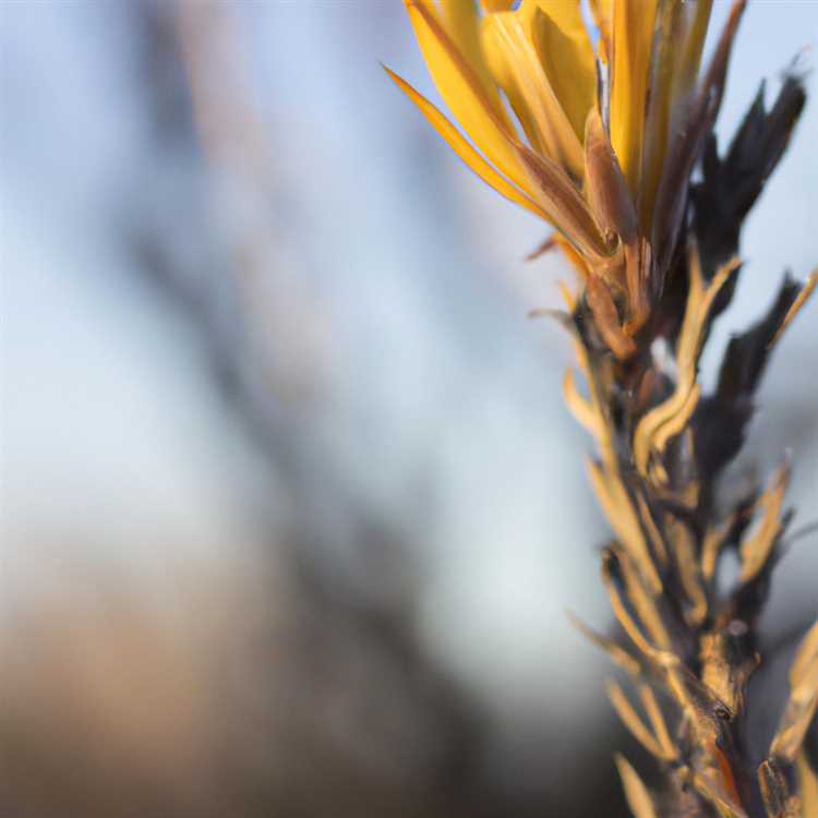 Interesting Facts about the Saguaro Cactus Blossom