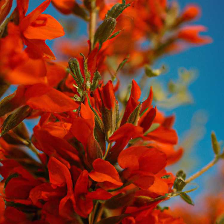 Significance of the Arizona State Flower