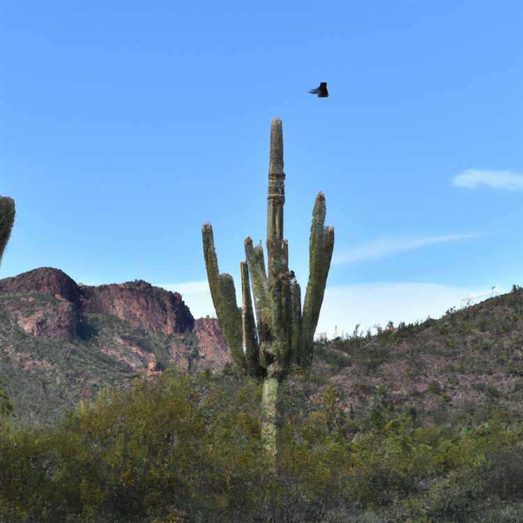 Visit the iconic Desert Botanical Garden