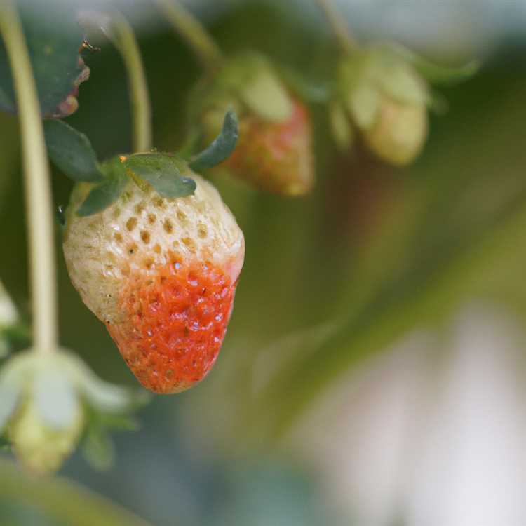 Care Tips for Growing Strawberry AZ