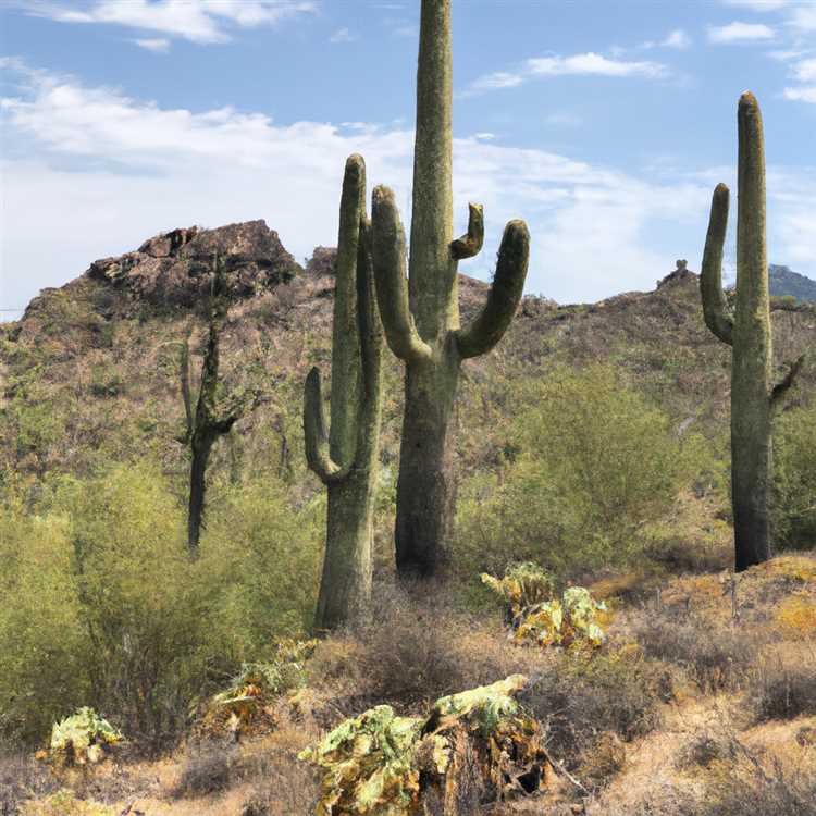 Visit the Taliesin West