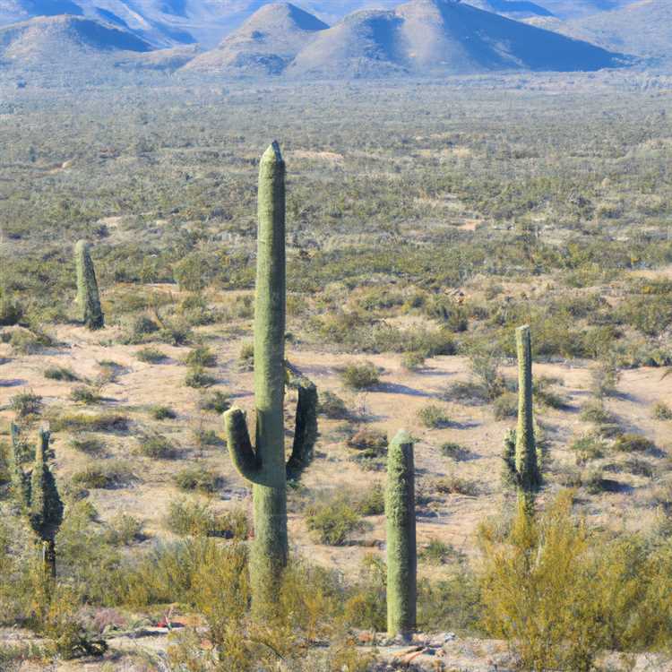 Exploring San Tan Mountain Regional Park