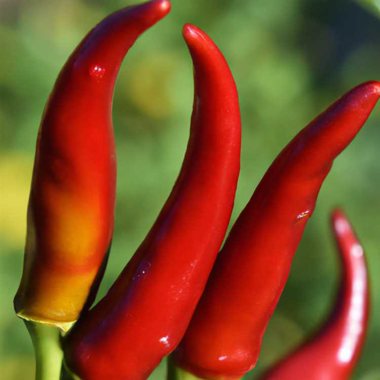 Taste the Authentic Flavors