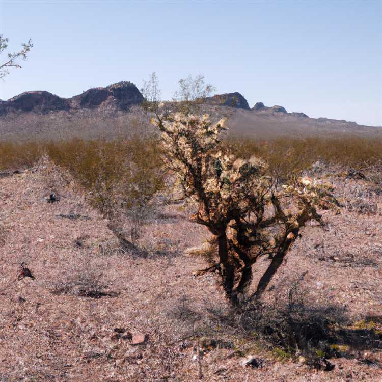 Dolan Springs AZ - Discover the Beauty of Arizona Desert