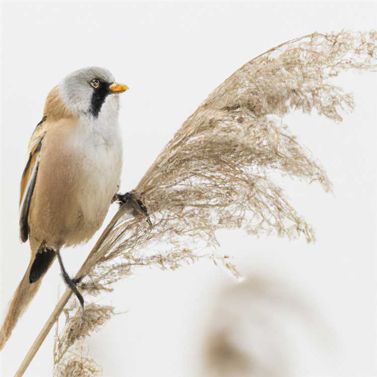 North italian phoenix