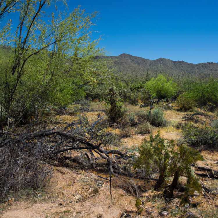 Peach Springs AZ: Enjoy Outdoor Adventures