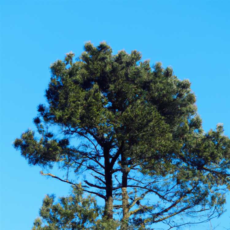 Wide Range of Uses for Pine Tops