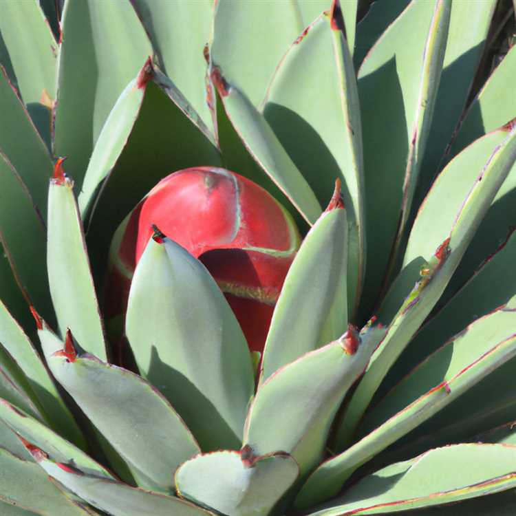 Pita jungle phoenix az