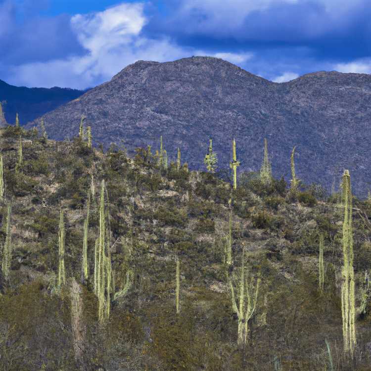 Saguaro National Park