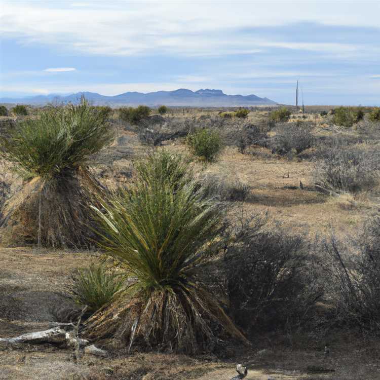 Yucca az: All You Need to Know About Yucca az